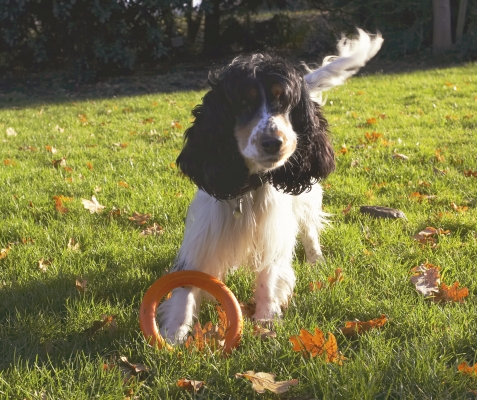 Wot shall I do with it now?!
Schlüsselwörter: Cocker Spaniel Dog Dogs Play Playing Playtime Spaniels Ziggy