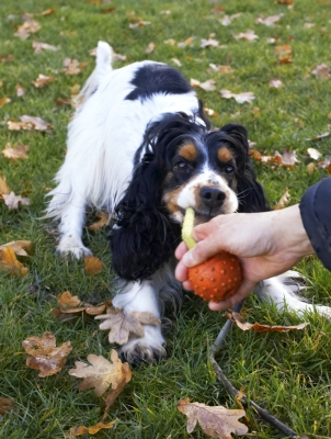 Are you sure you want your hand that close?????
Ключові слова: Cocker Spaniel Dog Dogs Play Playing Playtime Spaniels Tug-o-war Ziggy