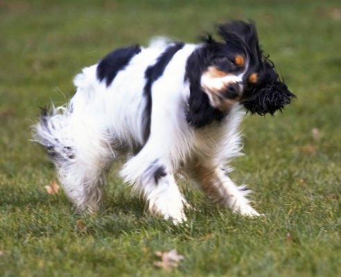 Shake, rattle and roll
Klíčová slova: Cocker Spaniel Dog Dogs Play Playing Playtime Spaniels Ziggy