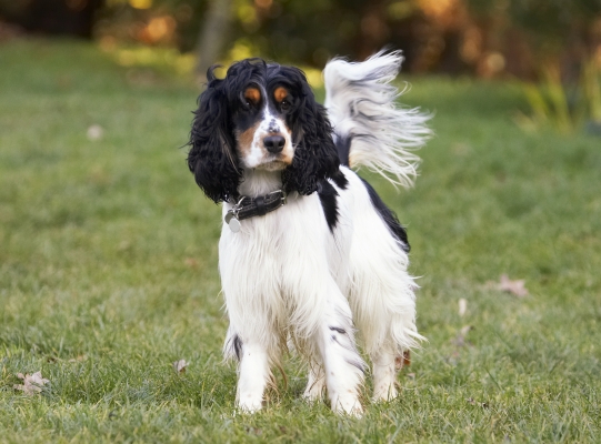 I'm waiting for action
Anahtar kelimeler: Cocker Spaniel Dog Dogs Play Playing Playtime Spaniels Stand Standing Ziggy