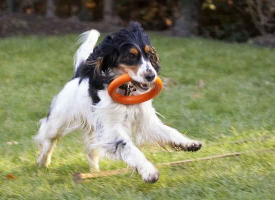 There's no stopping me
Keywords: Cocker Spaniel Dog Dogs Play Playing Playtime Run Running Spaniels Ziggy