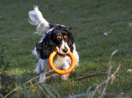 Uh oh, this looks like the end of the road
Klíčová slova: Cocker Spaniel Dog Dogs Play Playing Playtime Spaniels Ziggy