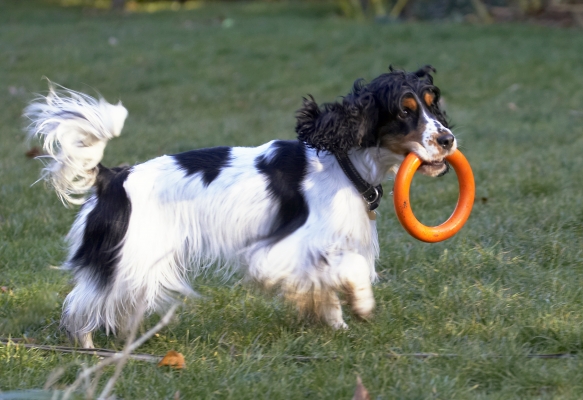 Well, I'll go off this way then
Palabras clave: Cocker Spaniel Dog Dogs Play Playing Playtime Spaniels Ziggy