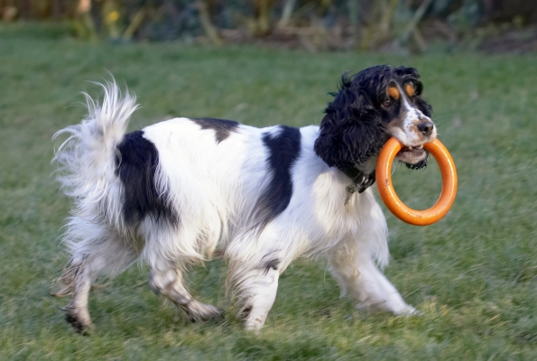 Now, where's the coconut shy?
Keywords: Cocker Spaniel Dog Dogs Play Playing Playtime Spaniels Ziggy