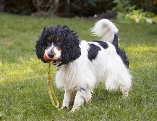 OK, you ready for a game of tug-o-war?
Anahtar kelimeler: Ball Cocker Spaniel Dog Dogs Play Playing Playtime Spaniels Ziggy