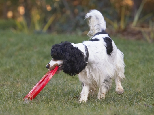 Is this too big for me?
Keywords: Cocker Spaniel Dog Dogs Frisbee Play Playing Playtime Spaniels Ziggy