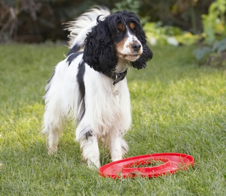 I'm still trying to figure out how to use it
Palabras clave: Cocker Spaniel Dog Dogs Frisbee Play Playing Playtime Spaniels Ziggy