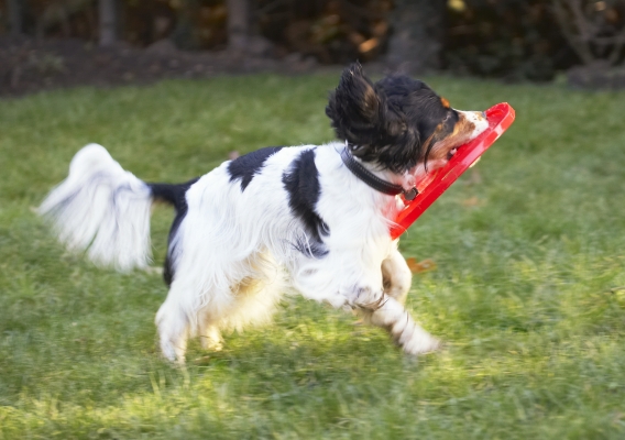 I've got the hang of this now
Mots-clés: Cocker Spaniel Dog Dogs Frisbee Play Playing Playtime Run Running Spaniels Ziggy