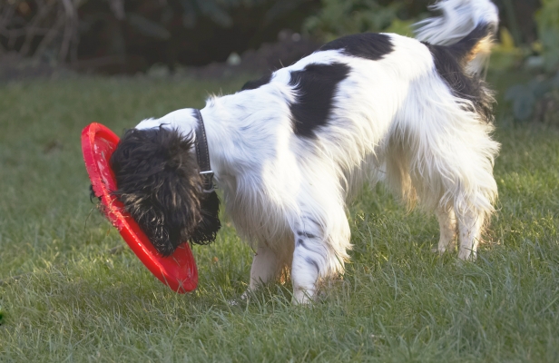 Let's see how the world looks through this
Keywords: Cocker Spaniel Dog Dogs Frisbee Play Playing Playtime Spaniels Ziggy
