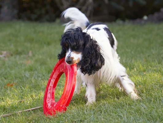 It's all in the technique
Ključne besede: Cocker Spaniel Dog Dogs Frisbee Play Playing Playtime Spaniels Ziggy