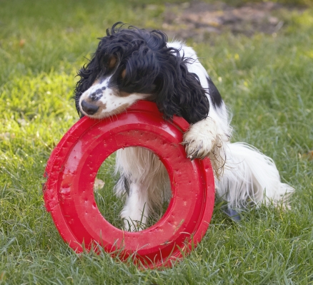 When all else fails, resort to chewing
Keywords: Cocker Spaniel Dog Dogs Frisbee Play Playing Playtime Spaniels Ziggy