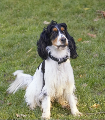 Yeah, I'm waiting
Palabras clave: Cocker Spaniel Dog Dogs Play Playing Playtime Sit Sitting Spaniels Ziggy