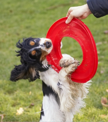 No, no, no, I am NOT gonna let go
Anahtar kelimeler: Cocker Spaniel Dog Dogs Frisbee Play Playing Playtime Spaniels Tug-o-war Ziggy
