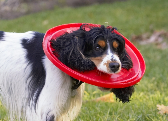 Very fetching doncha think!!
Ključne besede: Cocker Spaniel Dog Dogs Frisbee Play Playing Playtime Spaniels Ziggy