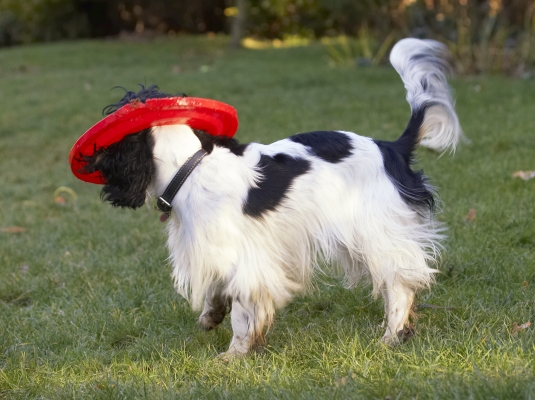 Hmmm, I think I might be stuck with this
Ключові слова: Cocker Spaniel Dog Dogs Frisbee Play Playing Playtime Spaniels Ziggy