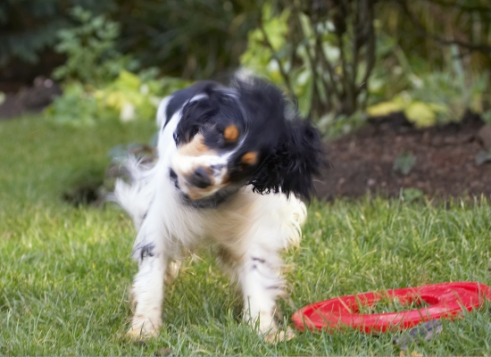 Phew, that's better
Palabras clave: Cocker Spaniel Dog Dogs Frisbee Play Playing Playtime Spaniels Ziggy