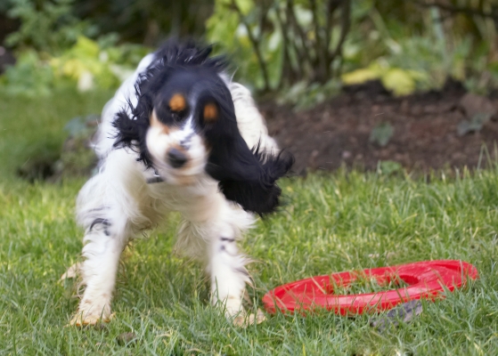 Gotta free up my fur
Trefwoorden: Cocker Spaniel Dog Dogs Frisbee Play Playing Playtime Spaniels Ziggy