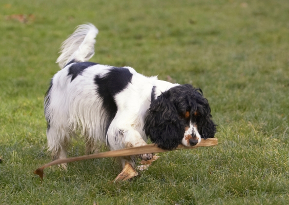 This is safer than the frisbee I think
Ключови думи: Cocker Spaniel Dog Dogs Play Playing Playtime Spaniels Ziggy