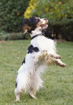 Gimme, gimme, gimme
Ключові слова: Cocker Spaniel Dog Dogs Play Playing Playtime Spaniels Stand Standing Ziggy