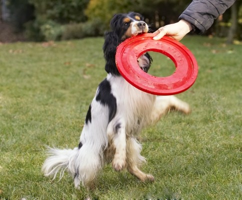 Yessssssssss
Palabras clave: Cocker Spaniel Dog Dogs Frisbee Play Playing Playtime Spaniels Ziggy