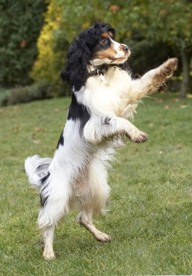 GIVE IT BACK!!!!!
Ključne besede: Cocker Spaniel Dog Dogs Play Playing Playtime Spaniels Ziggy