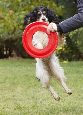 Bah, you got get it higher than that!!
Keywords: Cocker Spaniel Dog Dogs Frisbee Leap Leaping Play Playing Playtime Spaniels Ziggy