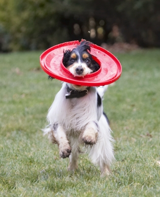 Look, I've found an efficient way to carry it
Keywords: Cocker Spaniel Dog Dogs Frisbee Play Playing Playtime Run Running Spaniels Ziggy