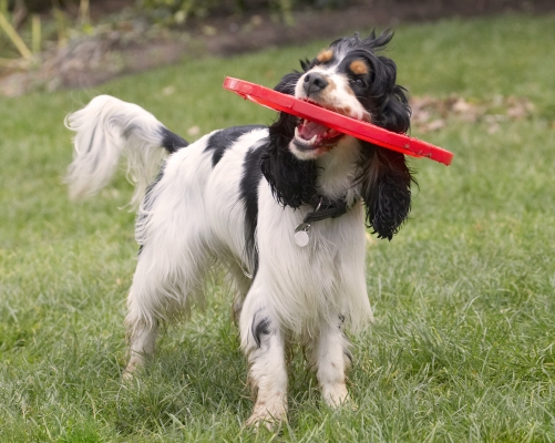 I'll stop for a chew
Keywords: Cocker Spaniel Dog Dogs Frisbee Play Playing Playtime Spaniels Ziggy