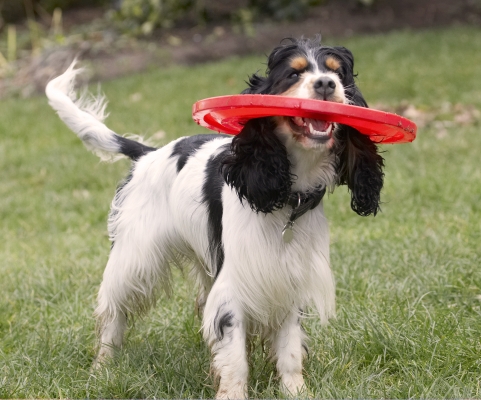 Oh, whoops, I've done it again
Keywords: Cocker Spaniel Dog Dogs Frisbee Play Playing Playtime Spaniels Tail Wag Ziggy