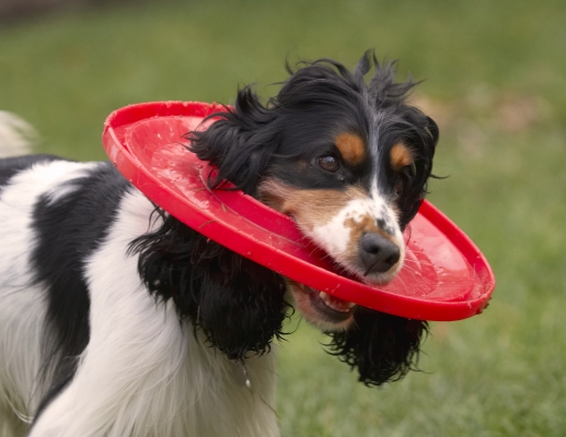 D'ya think I can eat my way through this
Keywords: Cocker Spaniel Dog Dogs Frisbee Head Play Playing Playtime Spaniels Ziggy