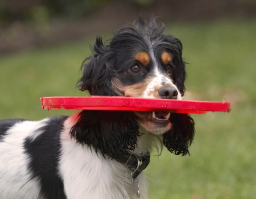 Hmmm, better re-think this
Ključne besede: Cocker Spaniel Dog Dogs Frisbee Head Play Playing Playtime Spaniels Ziggy