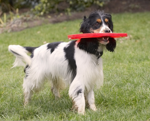 Guess I'm stuck then
Keywords: Cocker Spaniel Dog Dogs Frisbee Play Playing Playtime Spaniels Stand Standing Ziggy
