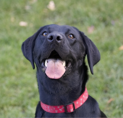 OK, I'm paying attention
Schlüsselwörter: Dog Dogs Head Labrador Play Playing Playtime Thelma Tongue