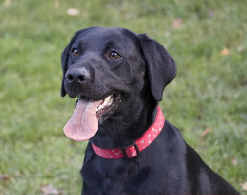 D'ya think I need a tongue scrub?!
Keywords: Dog Dogs Head Labrador Play Playing Playtime Thelma Tongue