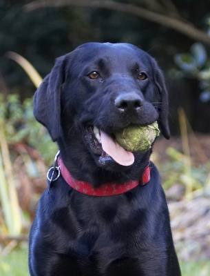 Jus' taking a breather
Keywords: Ball Dog Dogs Head Labrador Play Playing Playtime Thelma Tongue