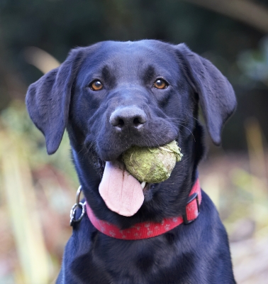 Wot, you want me to do sumthink
Keywords: Ball Dog Dogs Head Labrador Play Playing Playtime Thelma Tongue