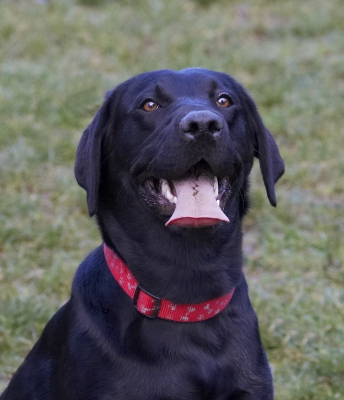 OK, I'm ready
Keywords: Dog Dogs Head Labrador Play Playing Playtime Thelma Tongue