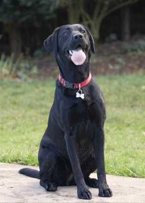 I'm waiting patiently
Keywords: Dog Dogs Labrador Play Playing Playtime Sit Sitting Thelma Tongue