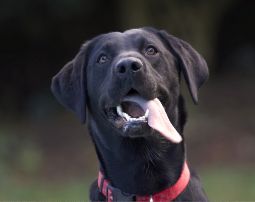 C'mon, can't you see I'm drooling
Keywords: Dog Dogs Head Labrador Play Playing Playtime Thelma Tongue