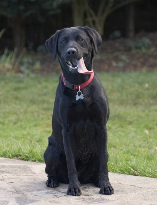 Hey, get her to give me the cookie
Keywords: Dog Dogs Labrador Play Playing Playtime Sit Sitting Thelma Tongue