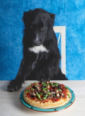 Is this ALL for me?
Keywords: Barney Book Border Collie Collies Cooking For Dogs Dog Dogs Eat Eating Pizza Recipes
