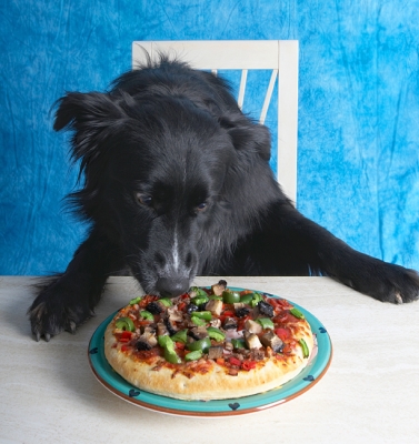 Mmmm, smells good
Keywords: Barney Book Border Collie Collies Cooking For Dogs Dog Dogs Eat Eating Pizza Recipes
