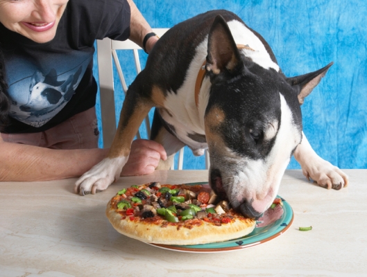Move over Barney, I know how to get stuck in
Trefwoorden: Book Bull Cooking For Dogs Dog Dogs Eat Eating English Marjorie Pizza Recipes Tapa Terrier Terriers
