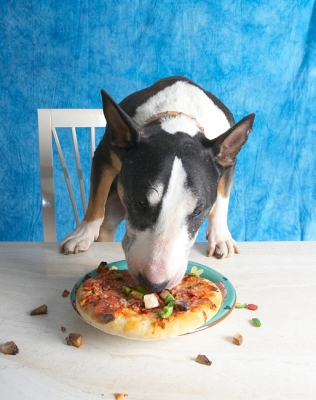 I just can't stop
Słowa kluczowe: Book Bull Cooking For Dogs Dog Dogs Eat Eating English Pizza Recipes Tapa Terrier Terriers