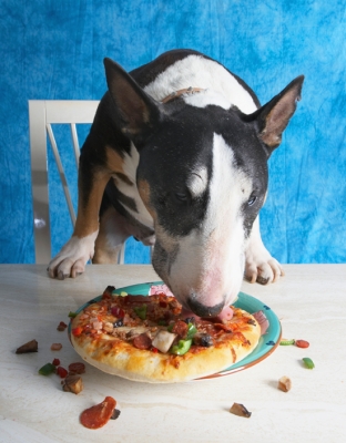 This is paw lickin' good
Palabras clave: Book Bull Cooking For Dogs Dog Dogs Eat Eating English Pizza Recipes Tapa Terrier Terriers