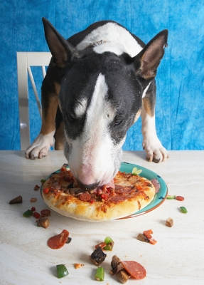 I'm not stopping now
Klíčová slova: Book Bull Cooking For Dogs Dog Dogs Eat Eating English Pizza Recipes Tapa Terrier Terriers