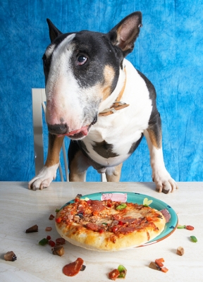 I know, I've made a mess - I'll hoover up later
Trefwoorden: Book Bull Cooking For Dogs Dog Dogs Eat Eating English Pizza Recipes Tapa Terrier Terriers