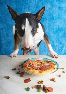 Gotta take a breather
Keywords: Book Bull Cooking For Dogs Dog Dogs Eat Eating English Pizza Recipes Tapa Terrier Terriers
