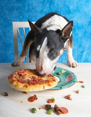 No messin' around now........
Anahtar kelimeler: Book Bull Cooking For Dogs Dog Dogs Eat Eating English Pizza Recipes Tapa Terrier Terriers