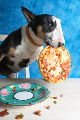 ..... I'm going for the whole thing
Keywords: Book Bull Cooking For Dogs Dog Dogs Eat Eating English Pizza Recipes Tapa Terrier Terriers